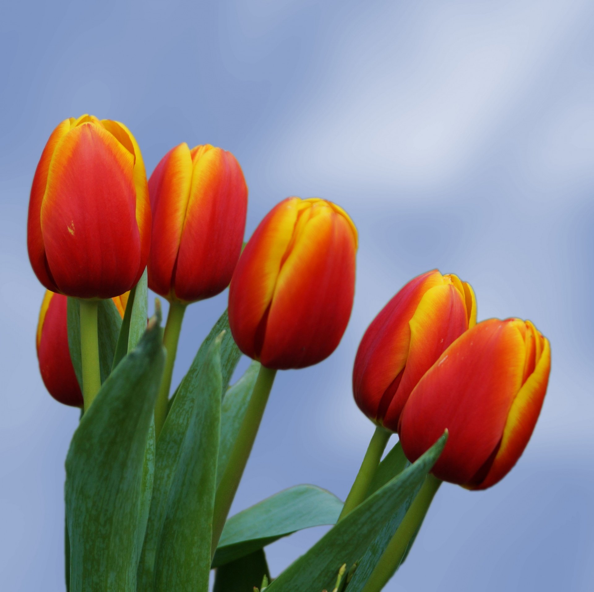 Красно оранжевые тюльпаны