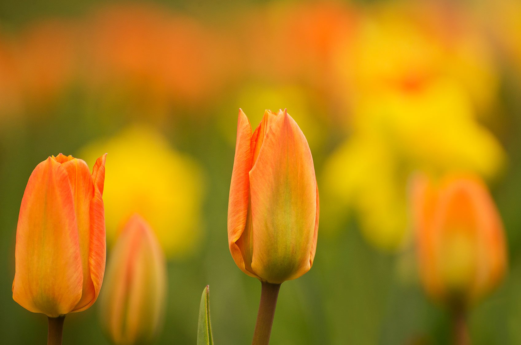 Красивые оранжевые тюльпаны