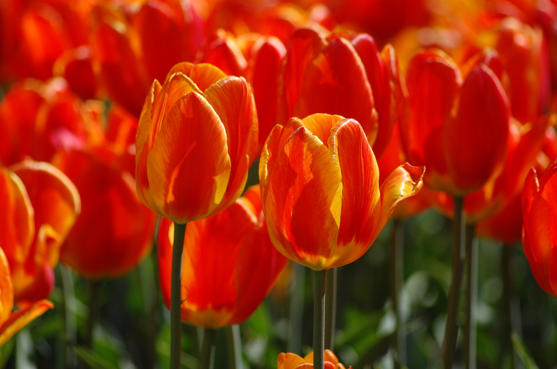 Тюльпаны Рембрандта оранжевый
