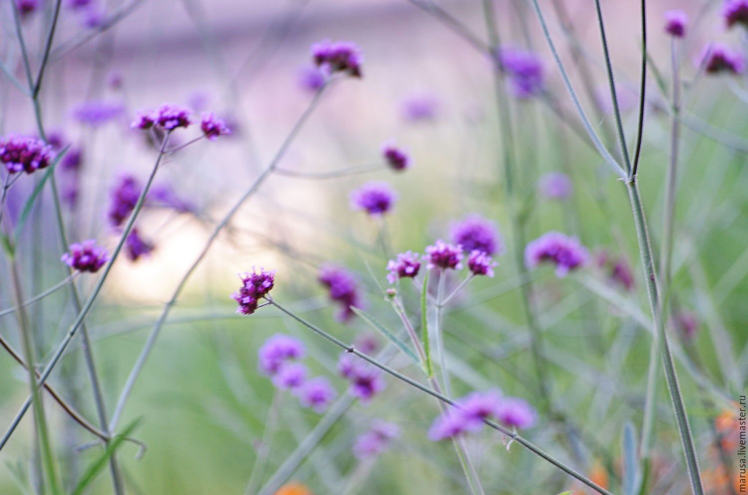 Мелкие фиолетовые полевые цветы