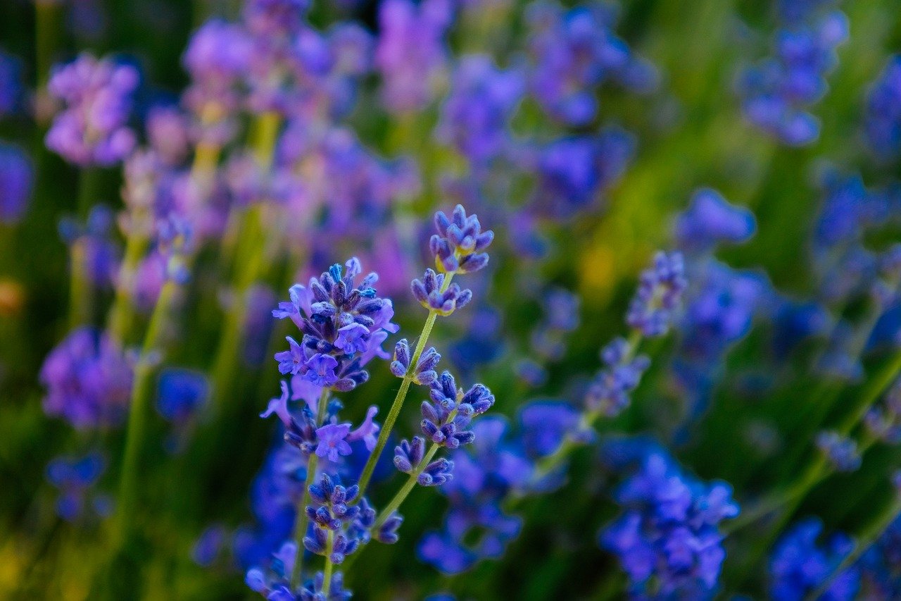 Полевые цветы синие и фиолетовые