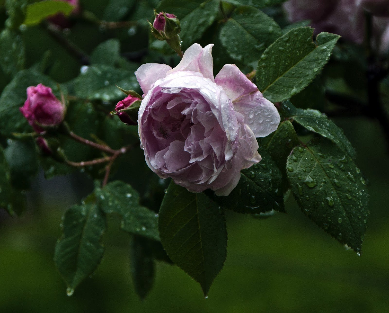 Садовая роза после дождя