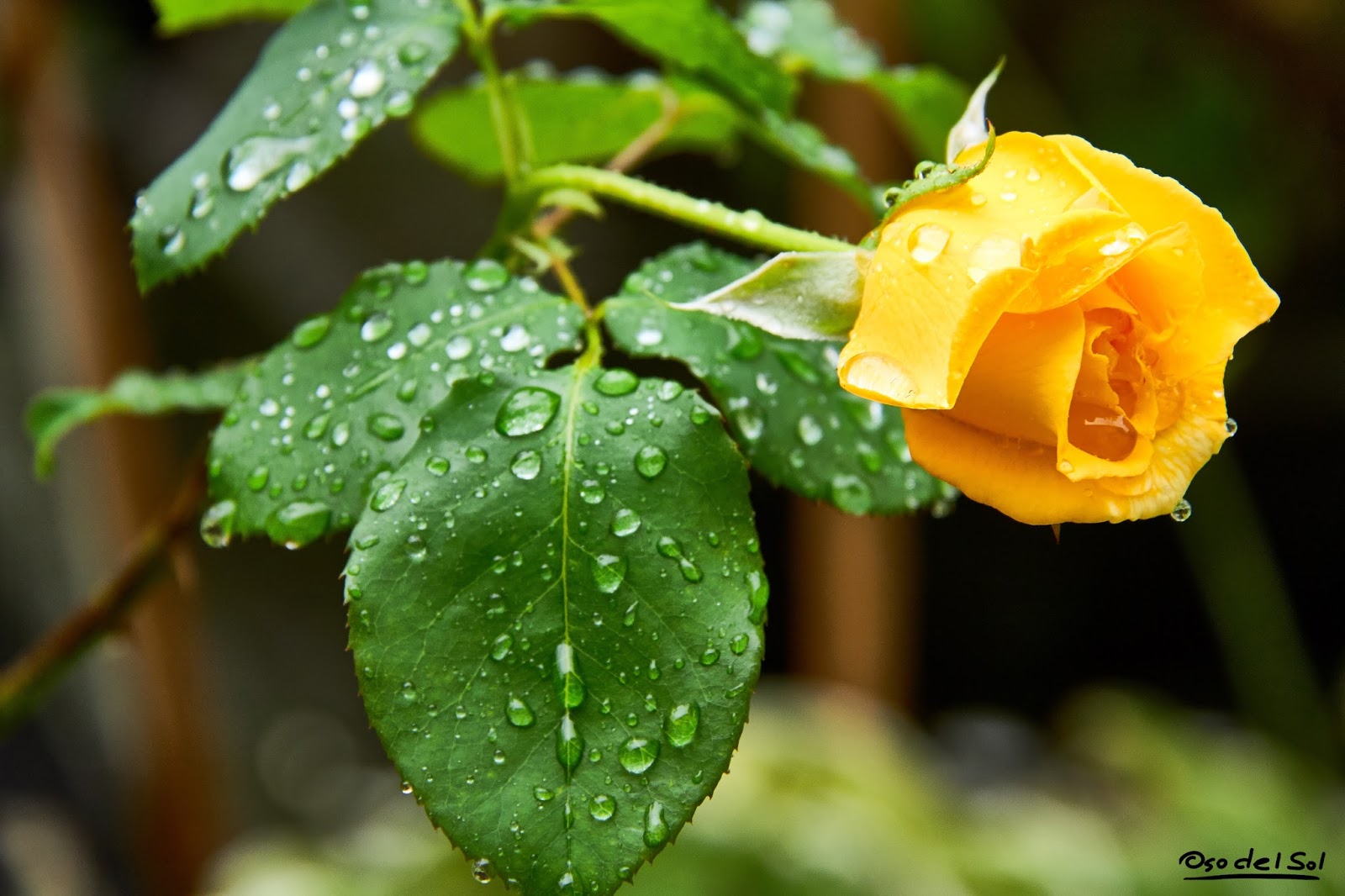 Роза по дождем