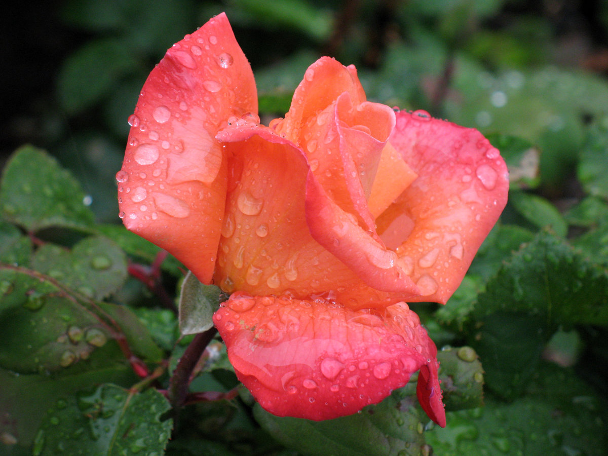 Чайная роза после дождя
