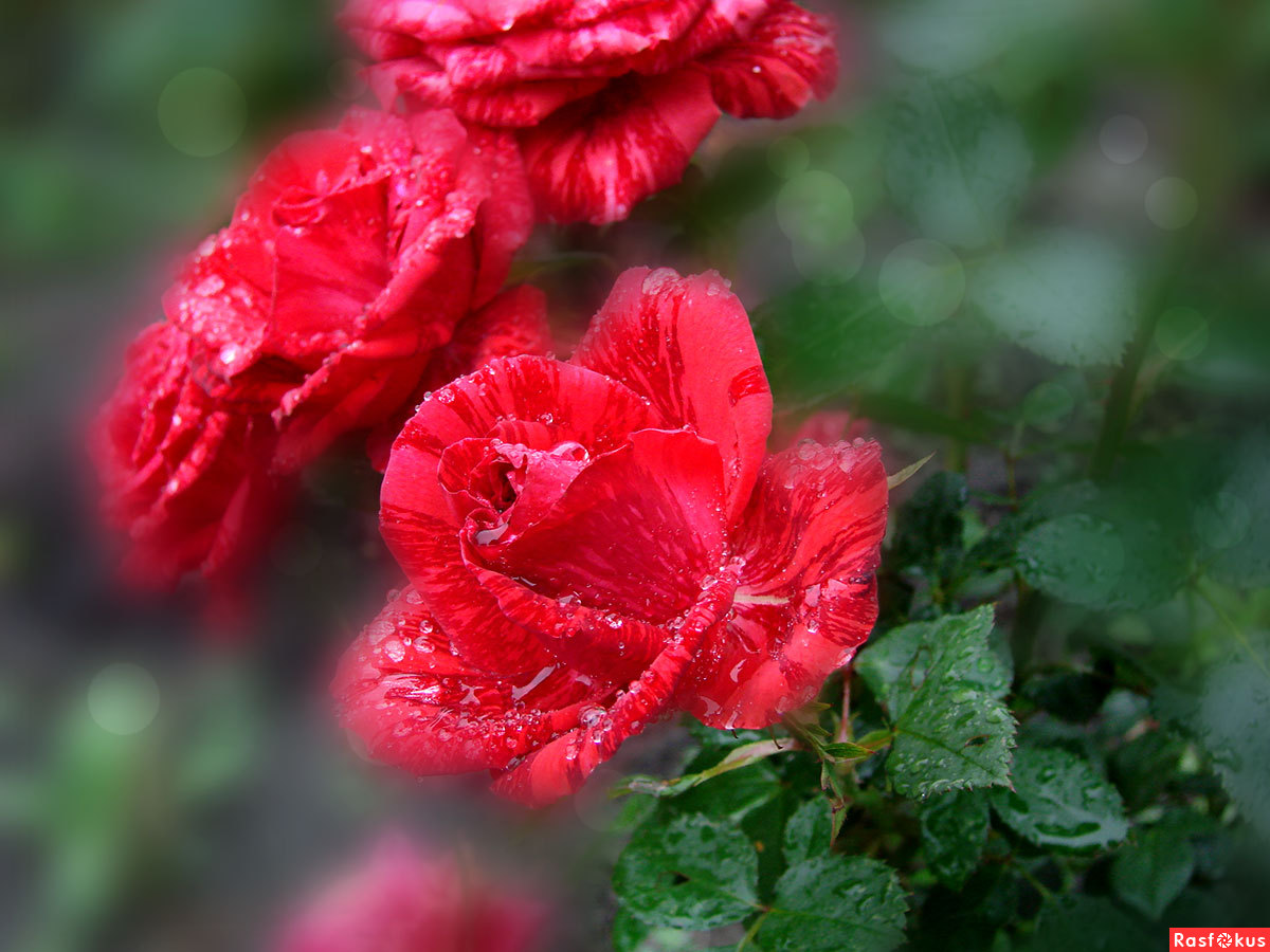 Розы дождь