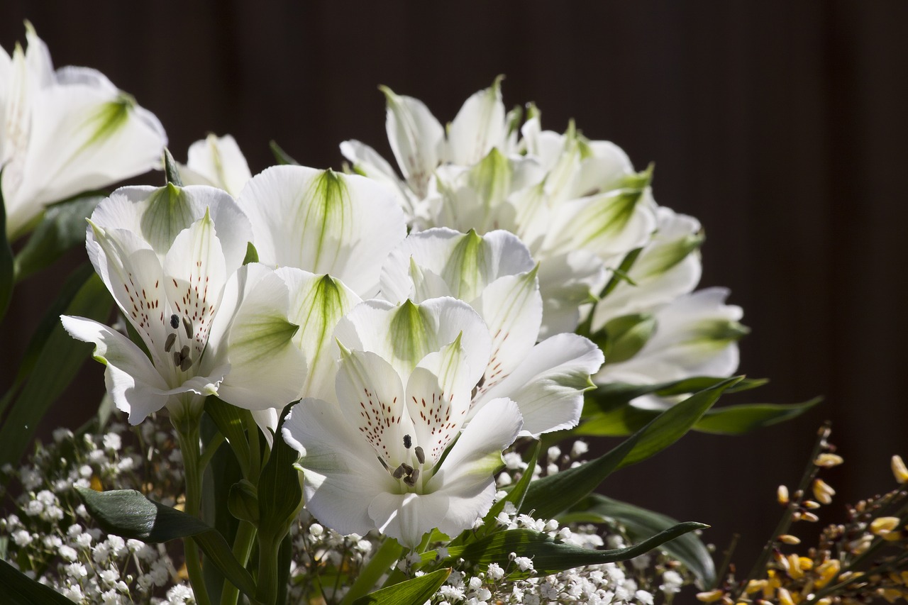 Белые благородные цветы