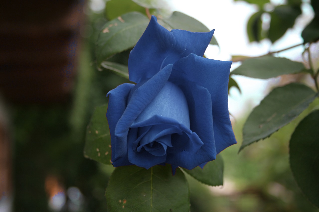 Голубая роза сорт