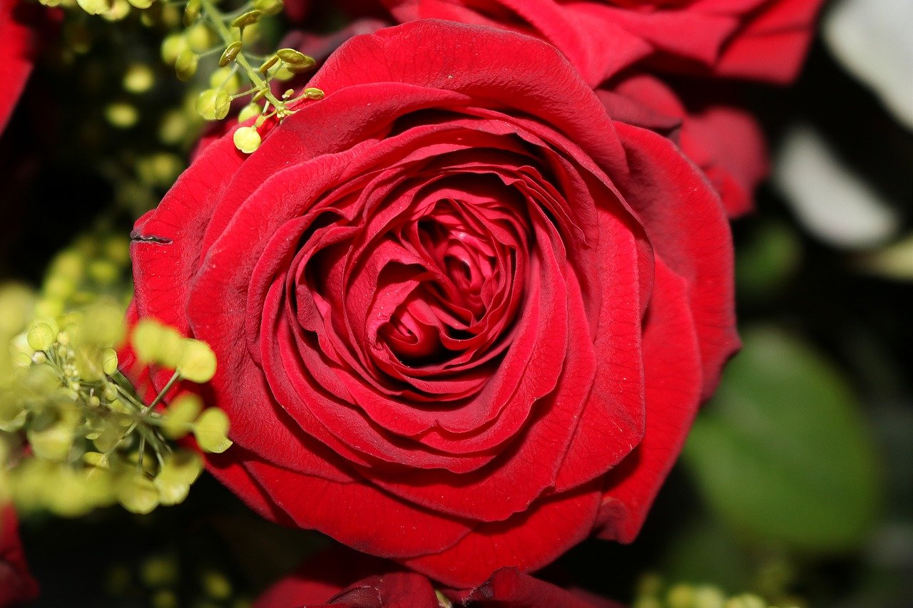 Фото Красные Розы