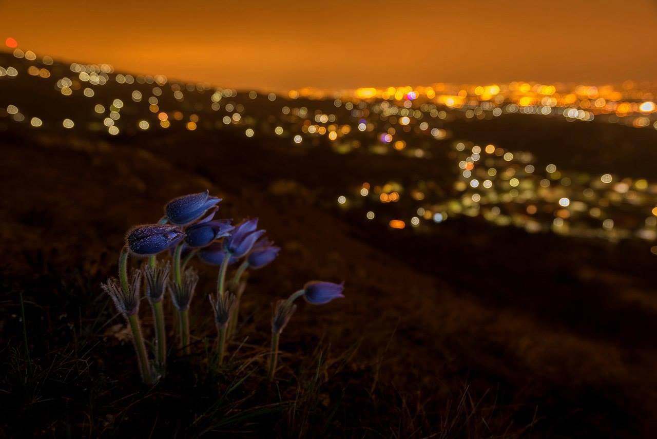 Ночь природа цветы