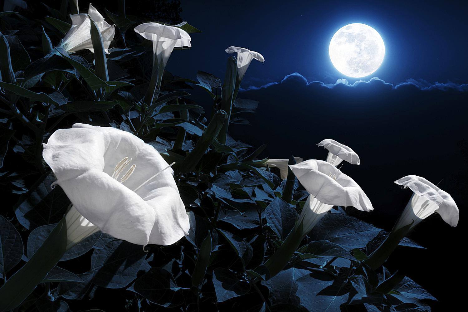 Ivory moonlight fan photo