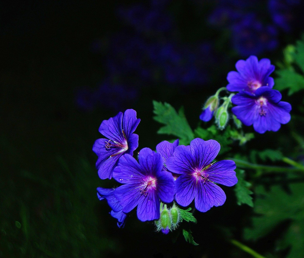 Ночные садовые цветы