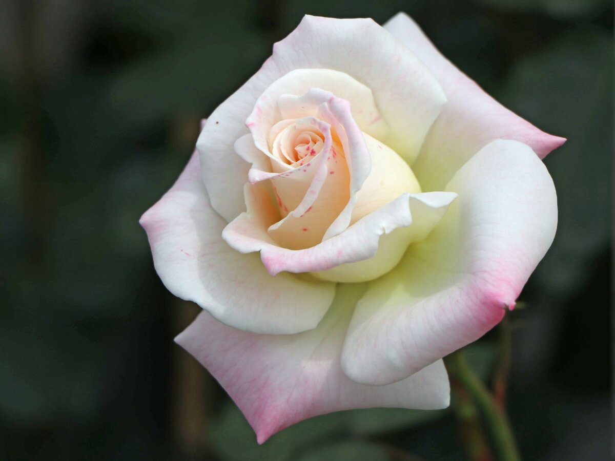 Beetrose сорт розы