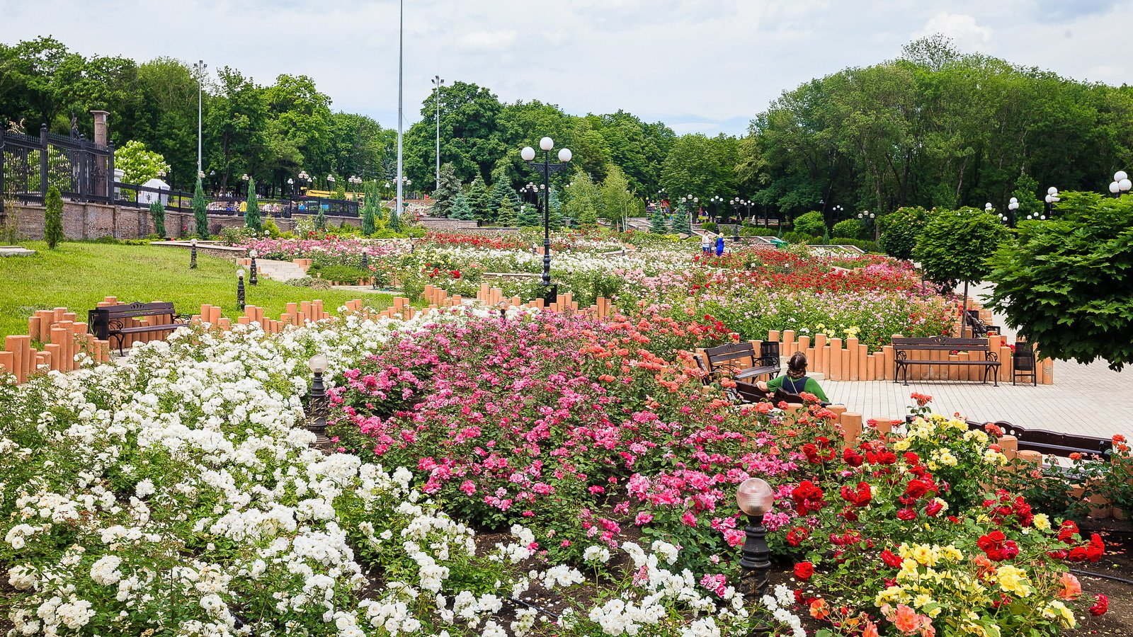 Парк Щербакова Донецк розы