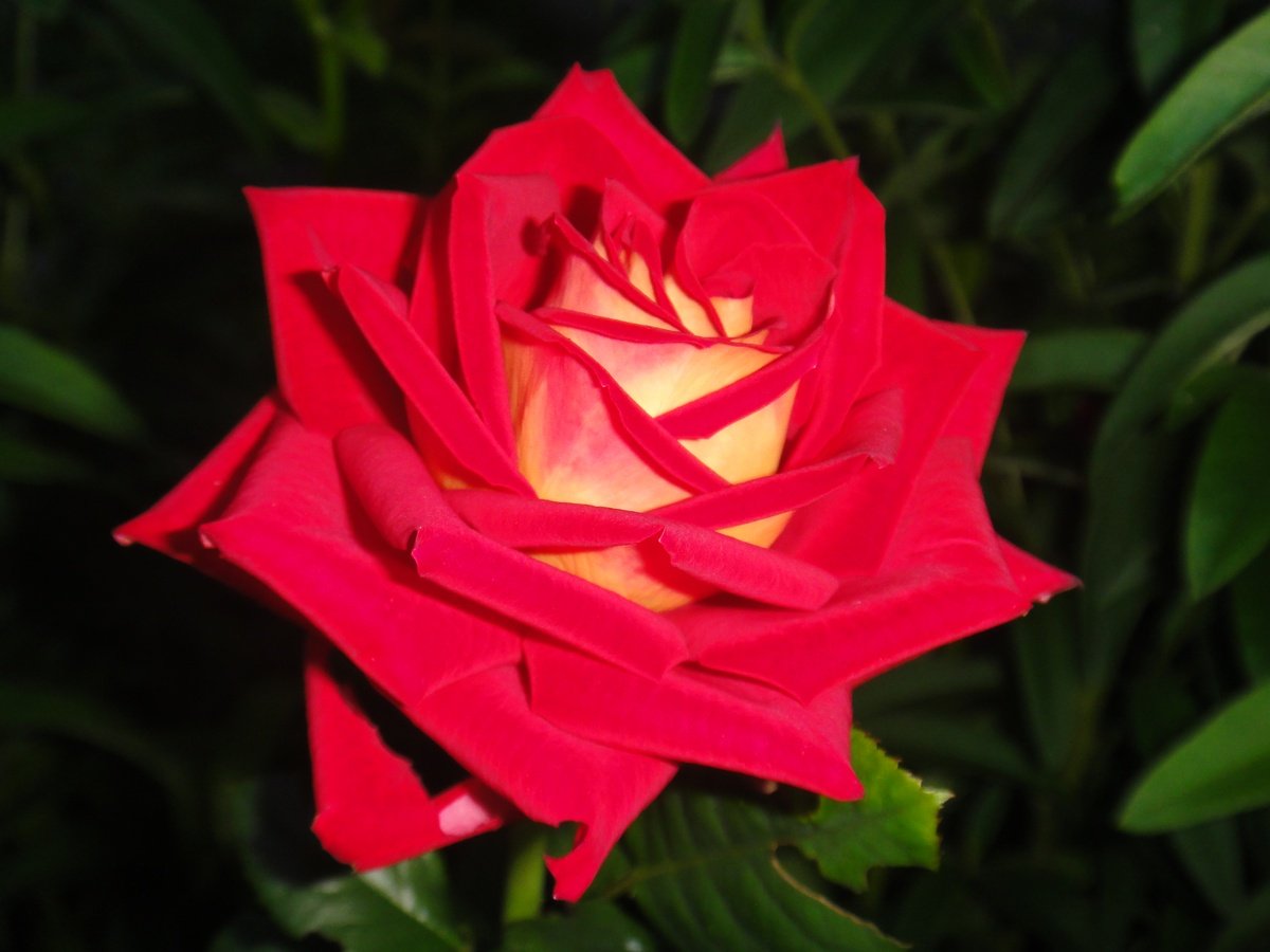 Роза Нью Люксор