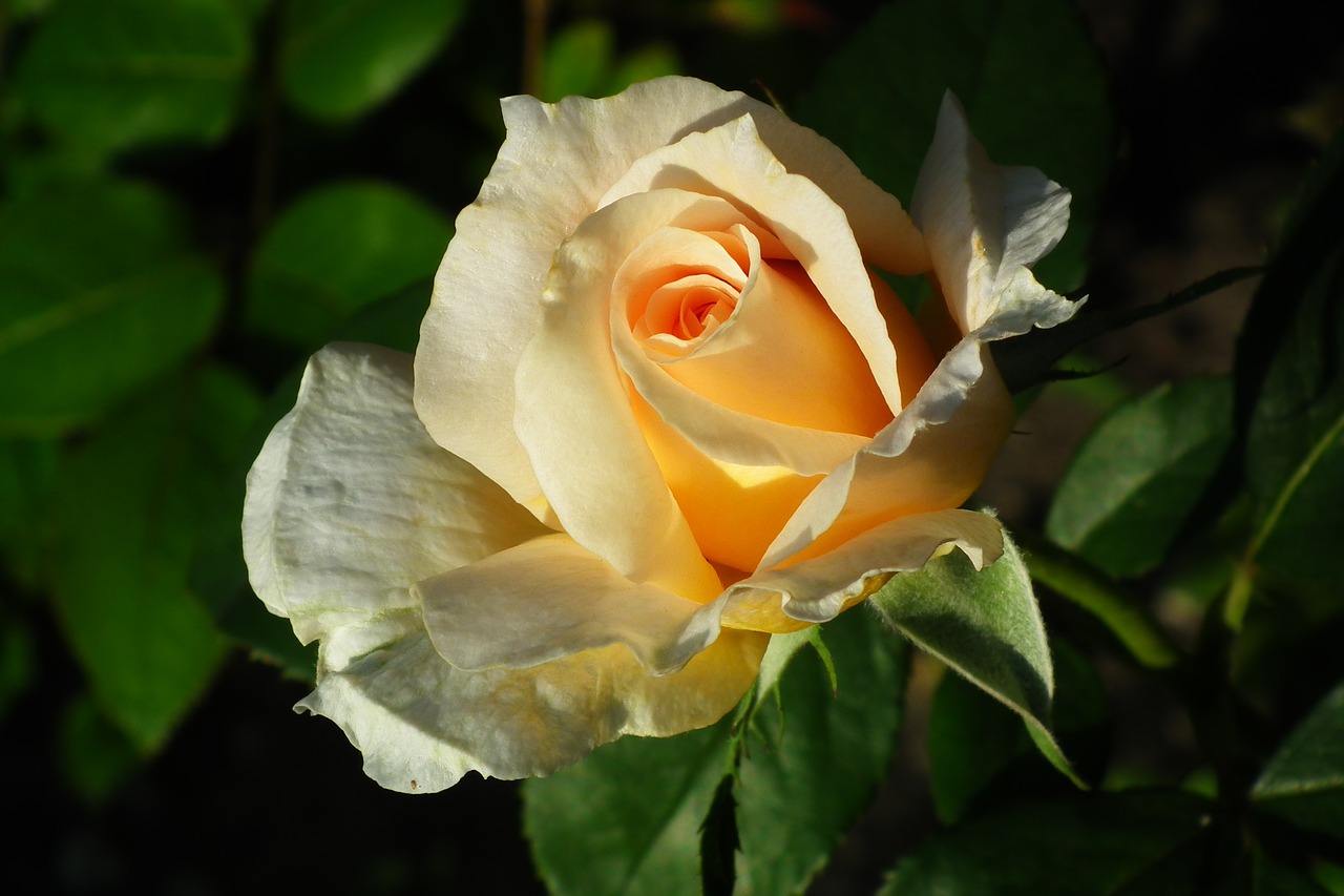 Роза чайная цветок