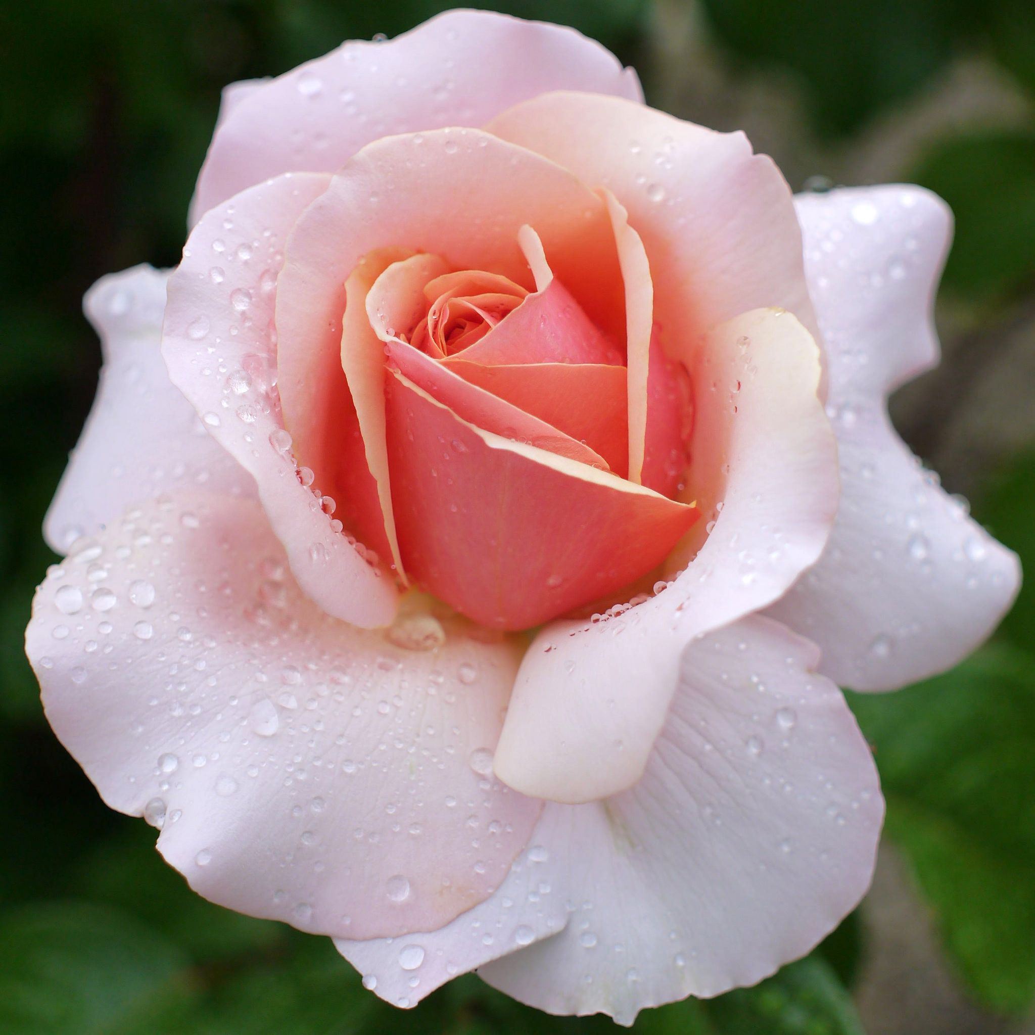 Чайная Роза Розовая
