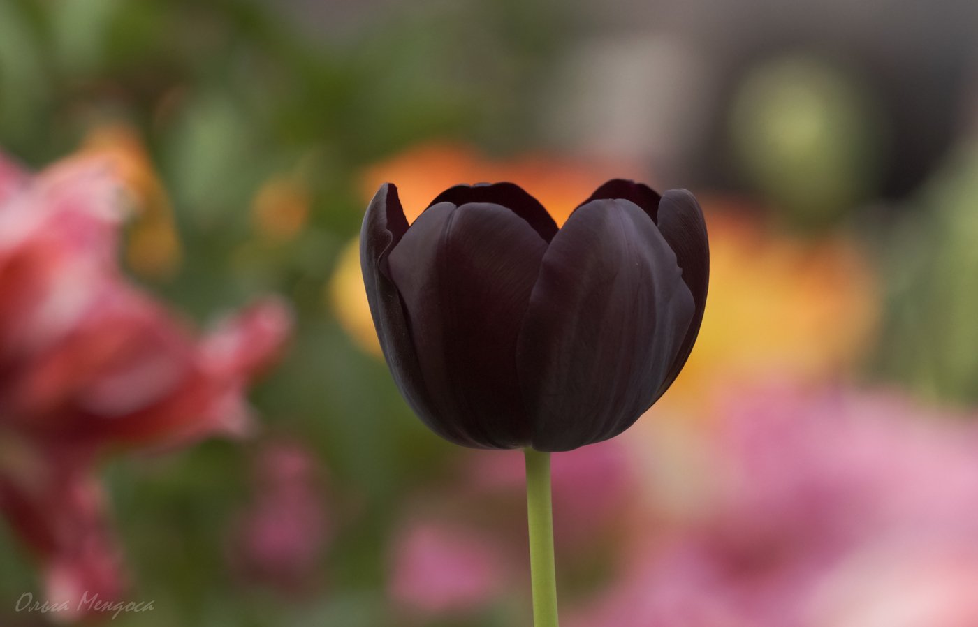 Tulip черный (d900)
