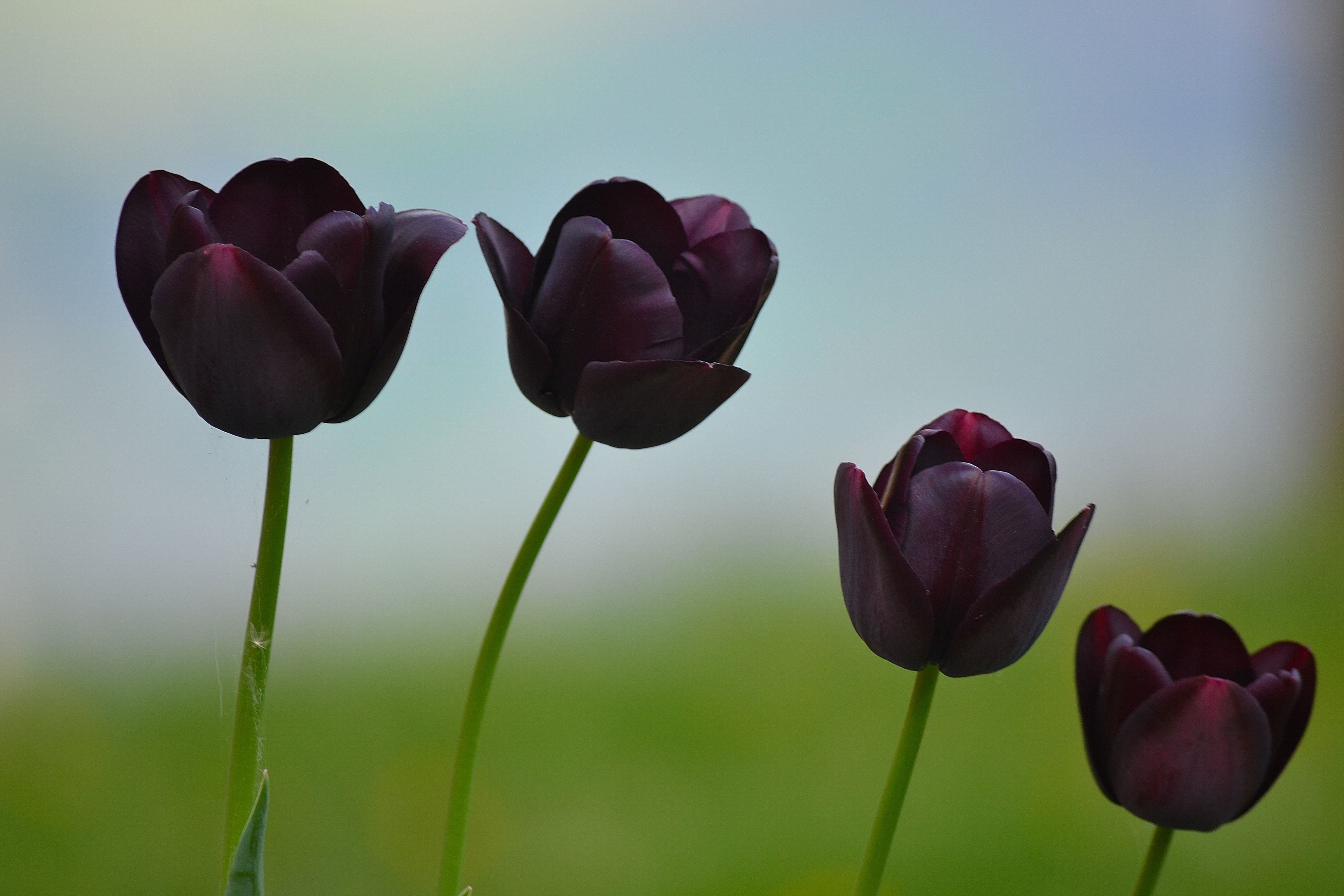Коричневые тюльпаны