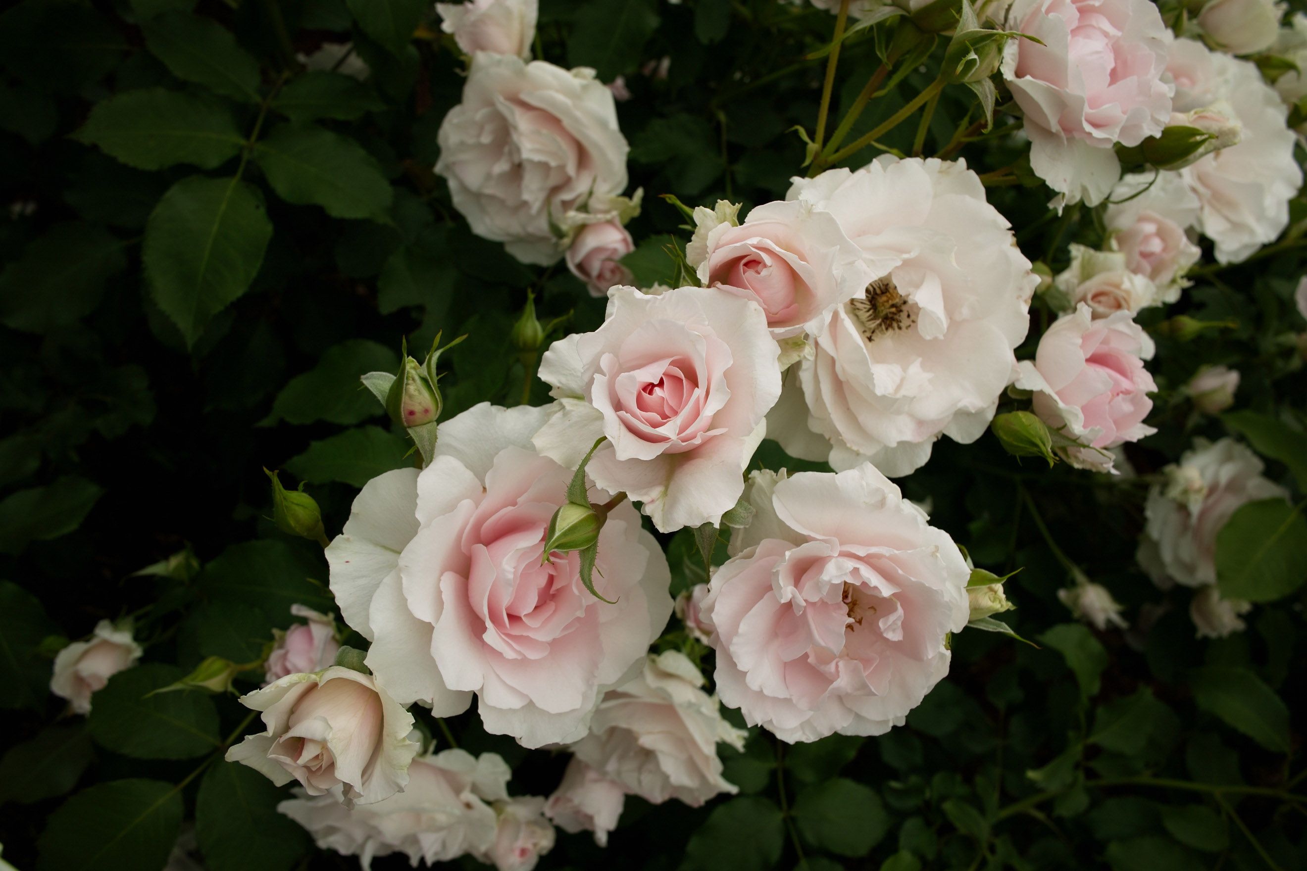 Белые кустовые розы в саду