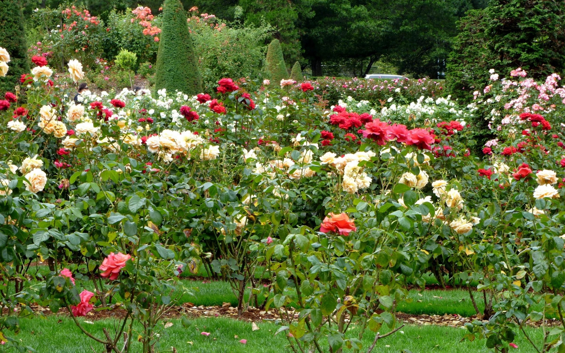 Роза парки шрабы