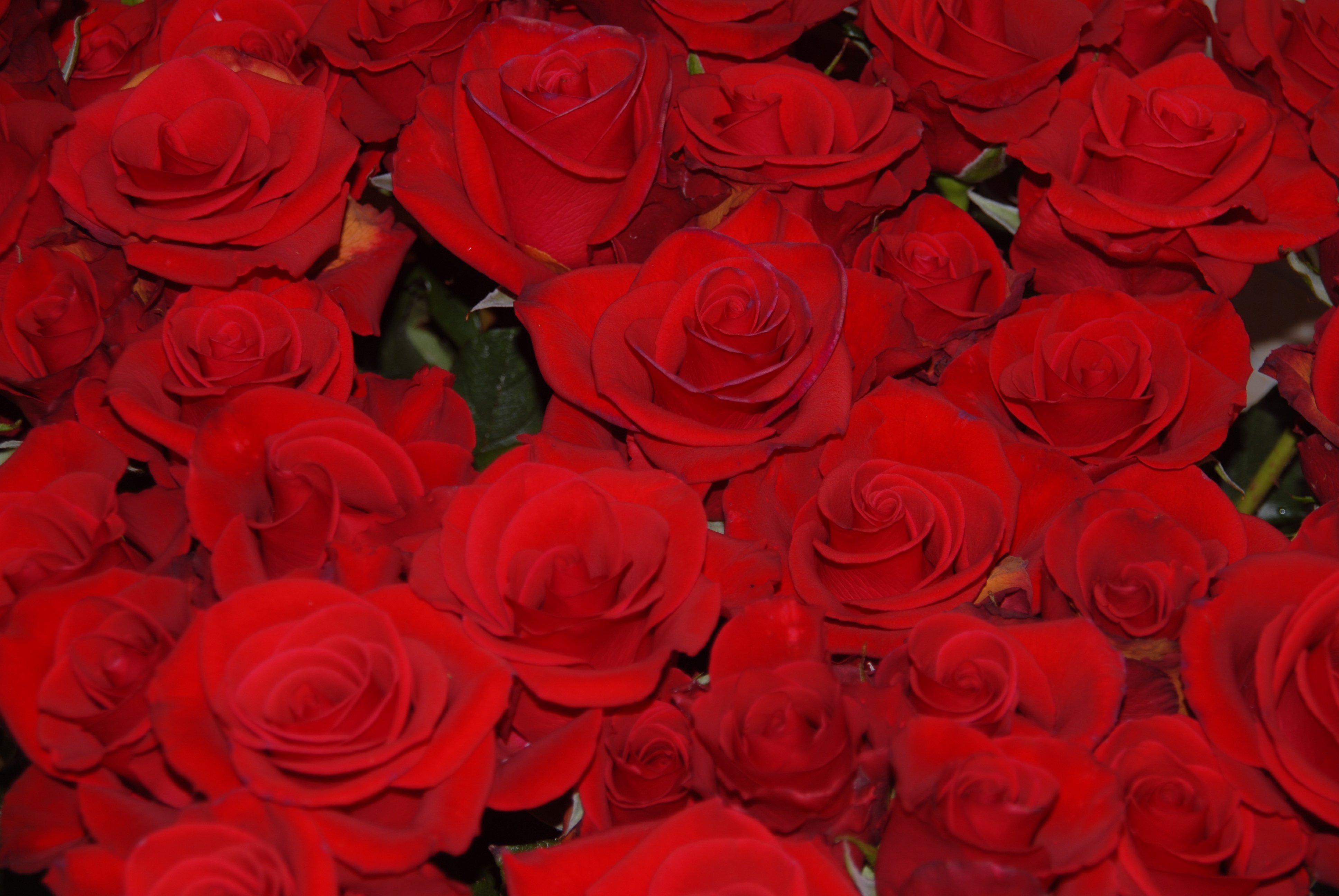 Розы красные много