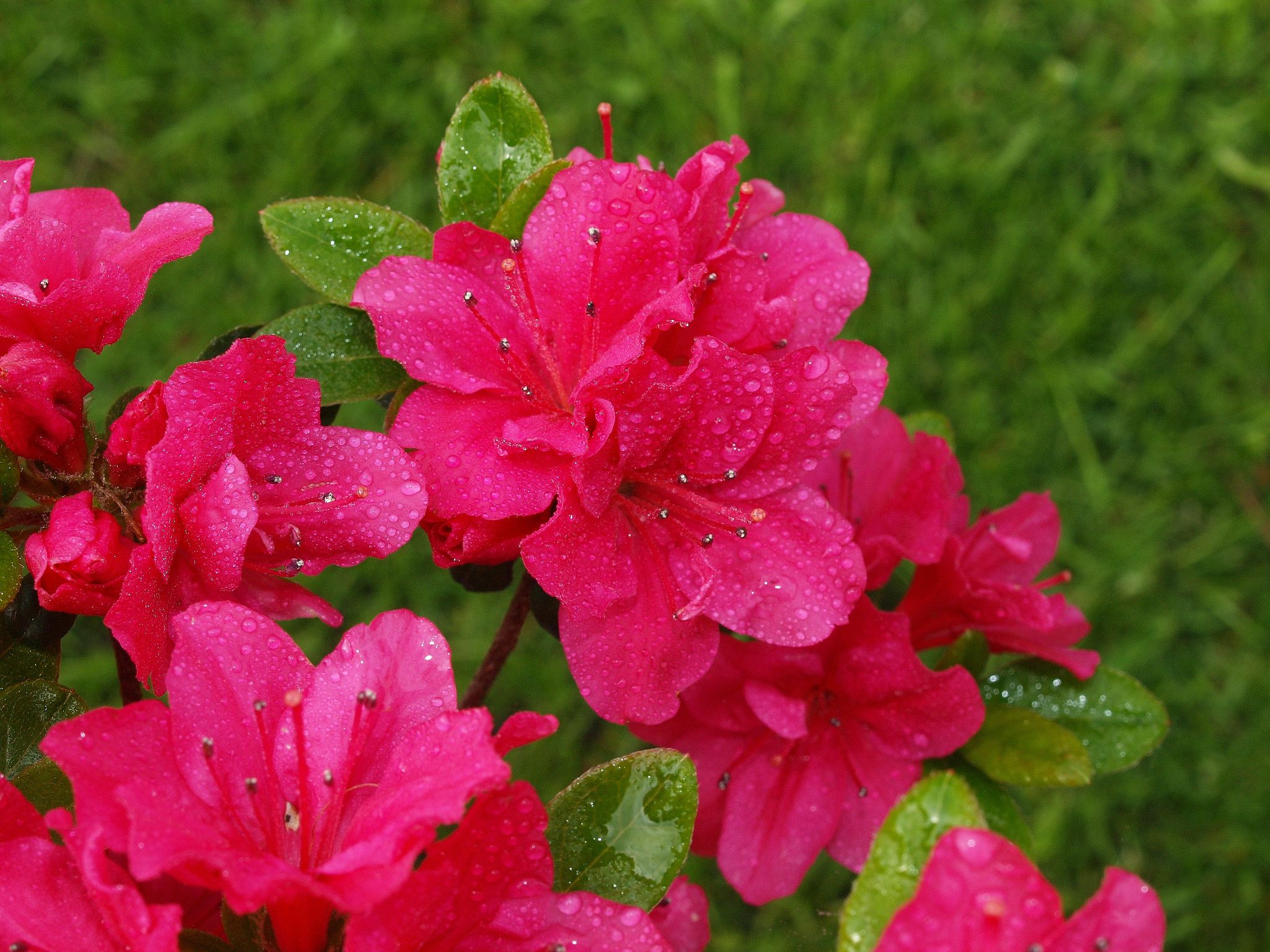 Рододендрон /Азалия (Rhododendron Scarlet Wonder)