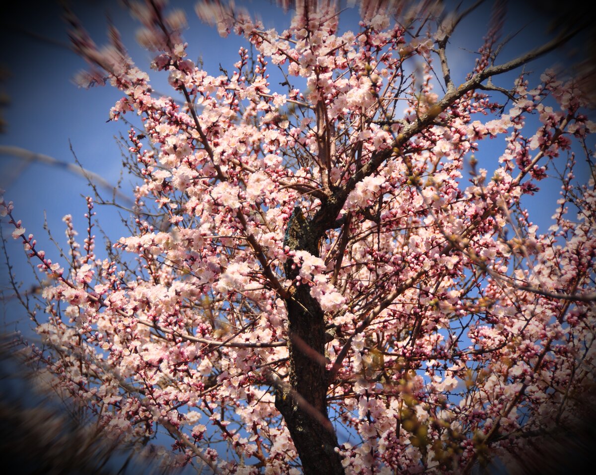 цветущий абрикос дерево фото