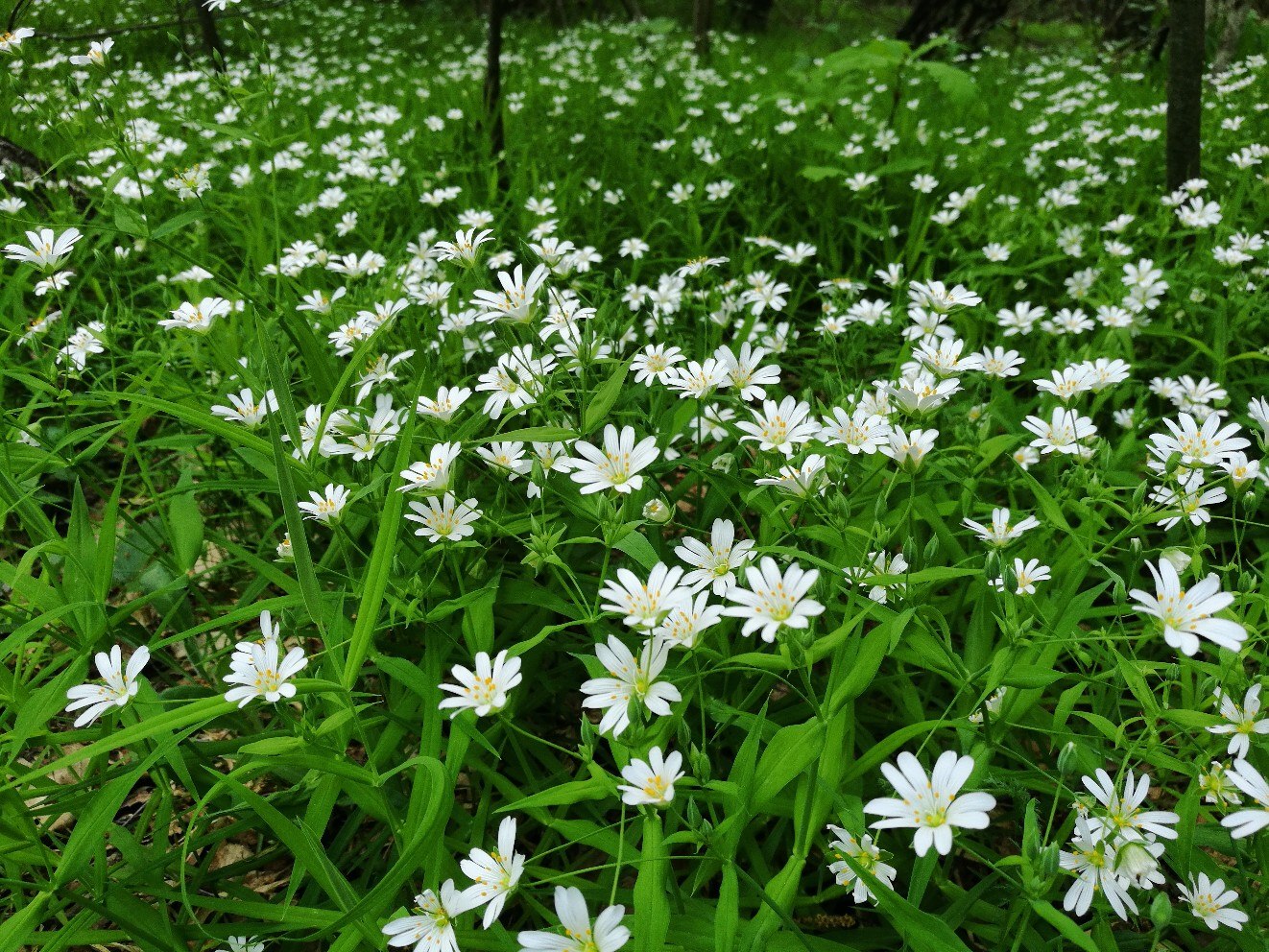 Мелкие белые цветы в лесу