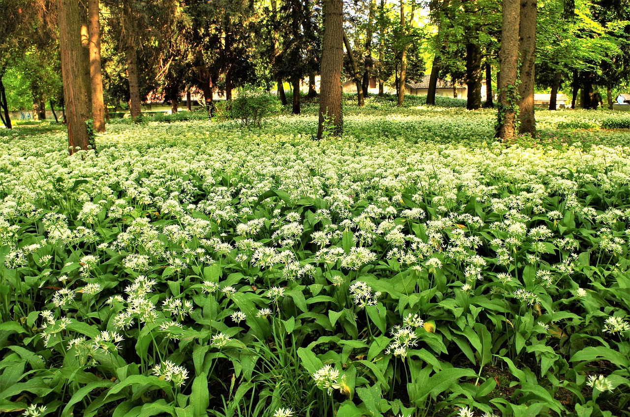 Белые цветы травяные Лесные