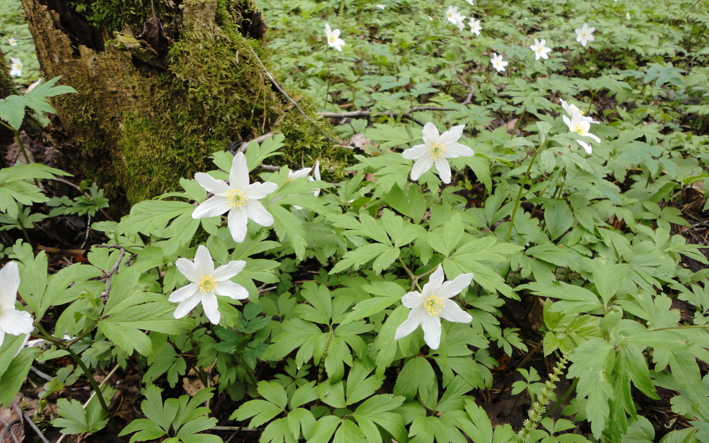 Белые цветочки в лесу в мае