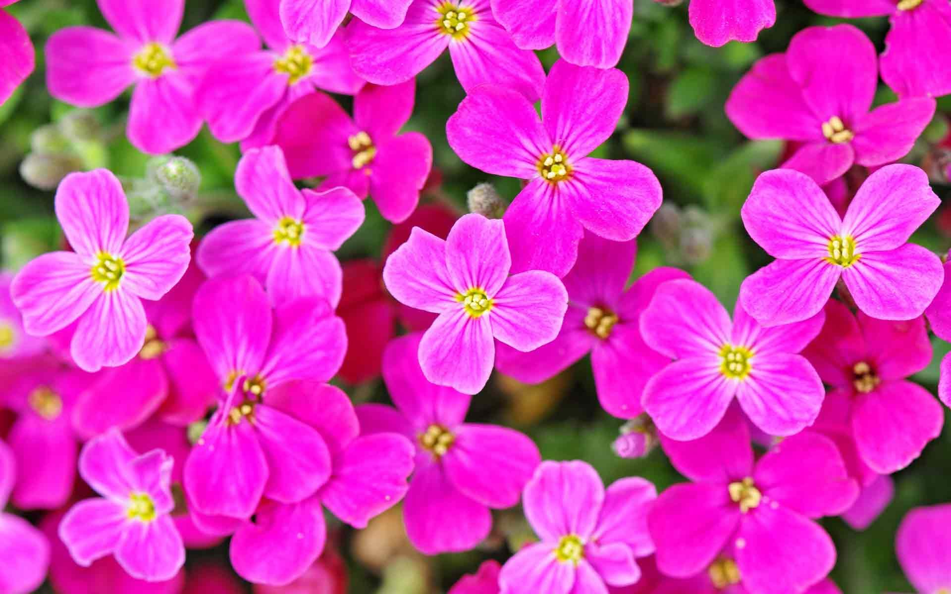 красивые мелкие цветы фото