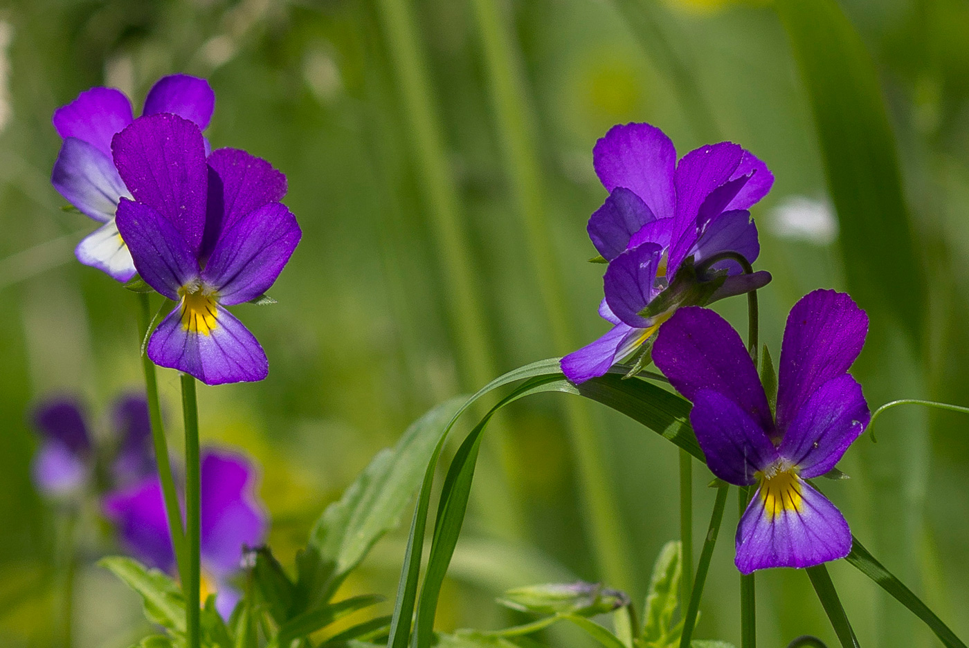 Фиалка трехцветная – Viola Tricolor (отхаркивающее)