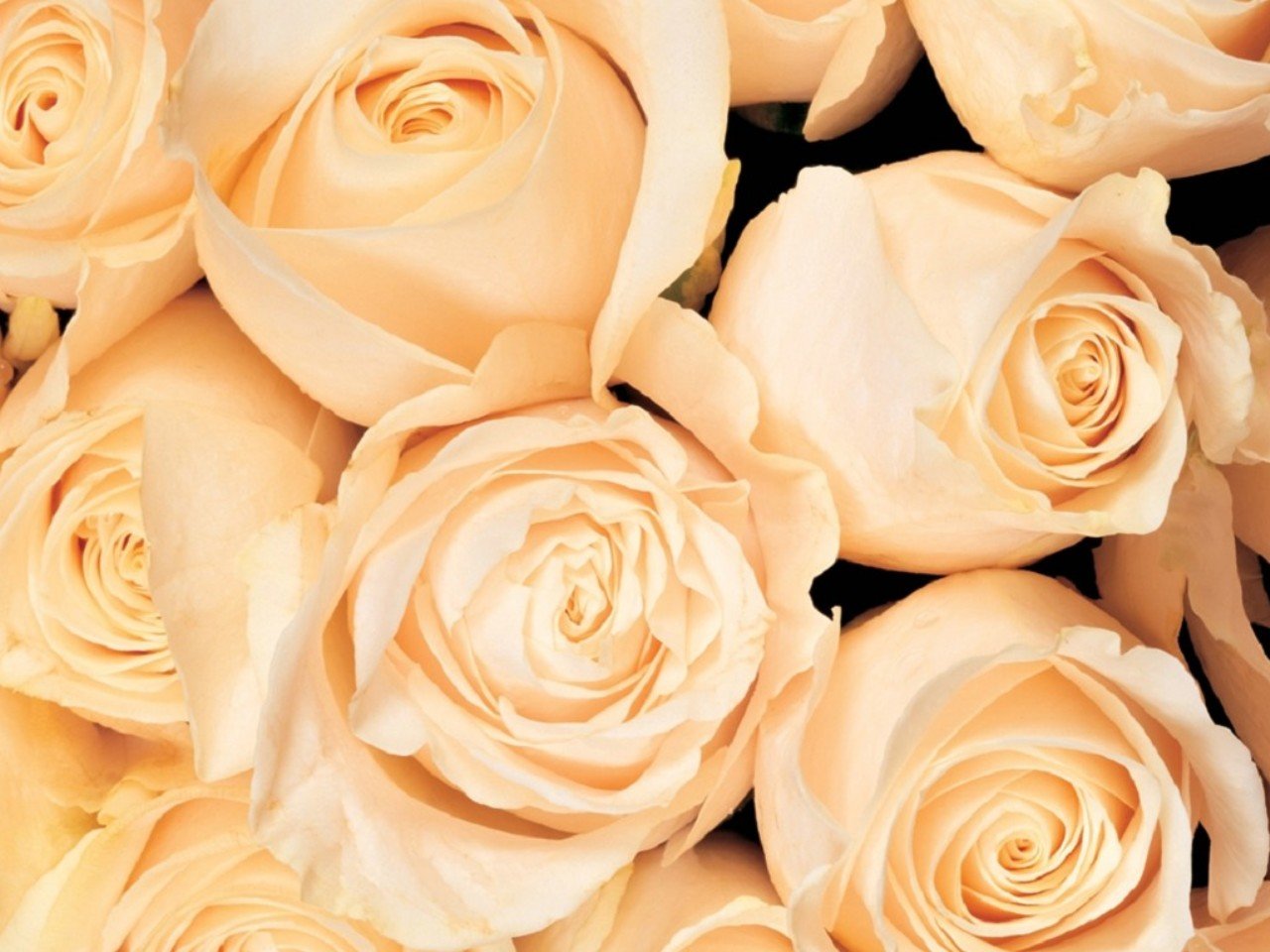 Розы кремового цвета
