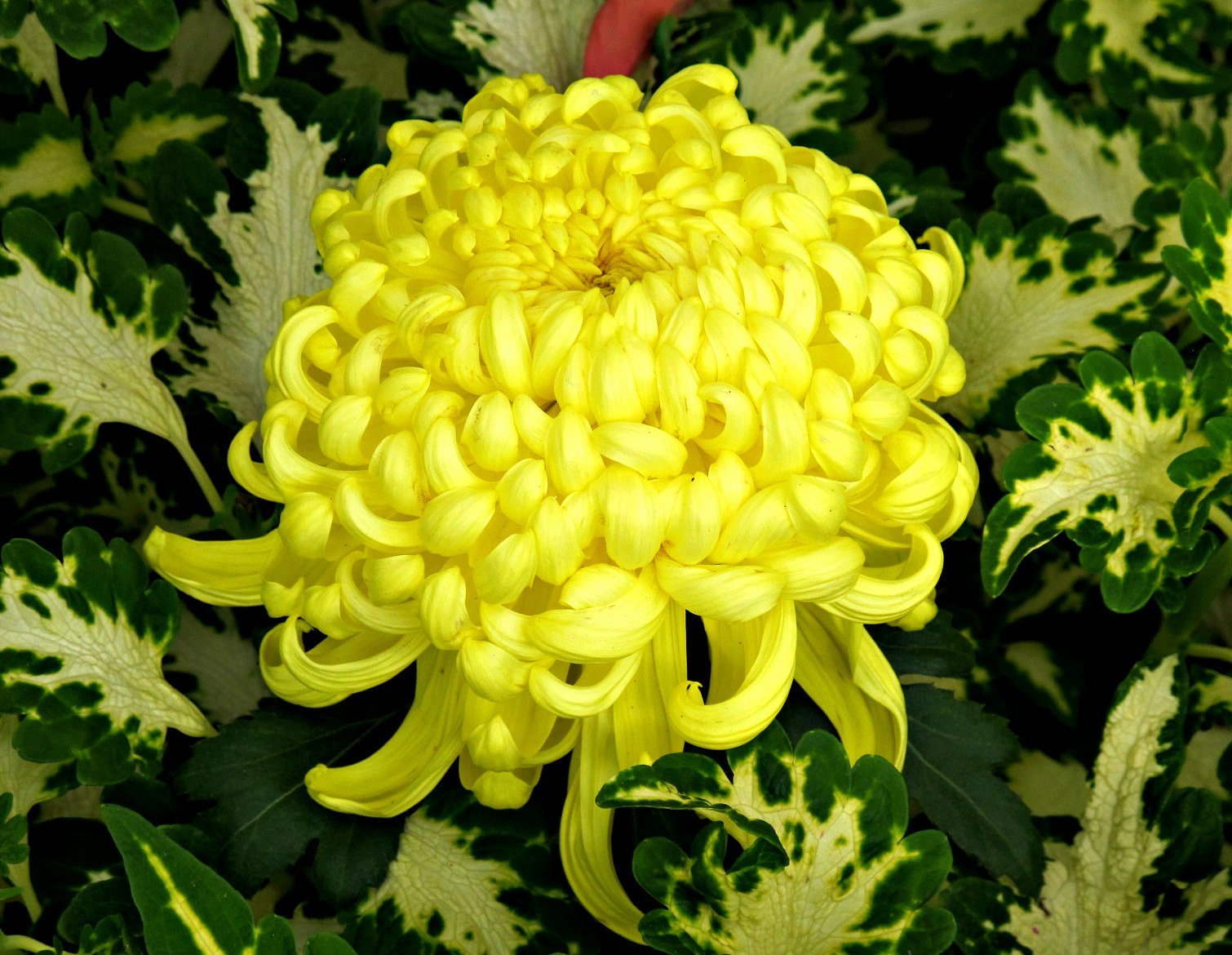 хризантема одноголовая ритуал фото