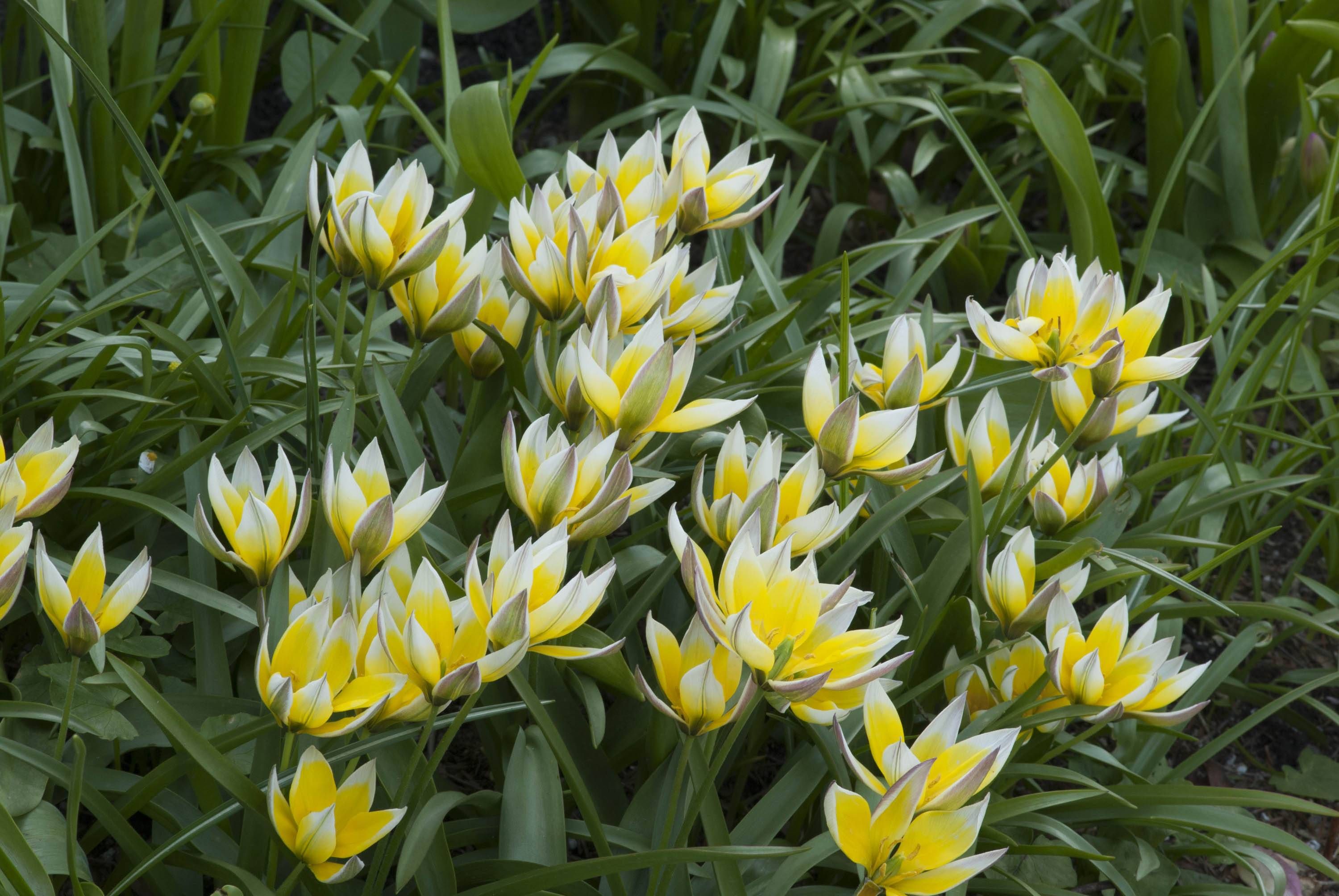 Тюльпан поздний Tulipa tarda