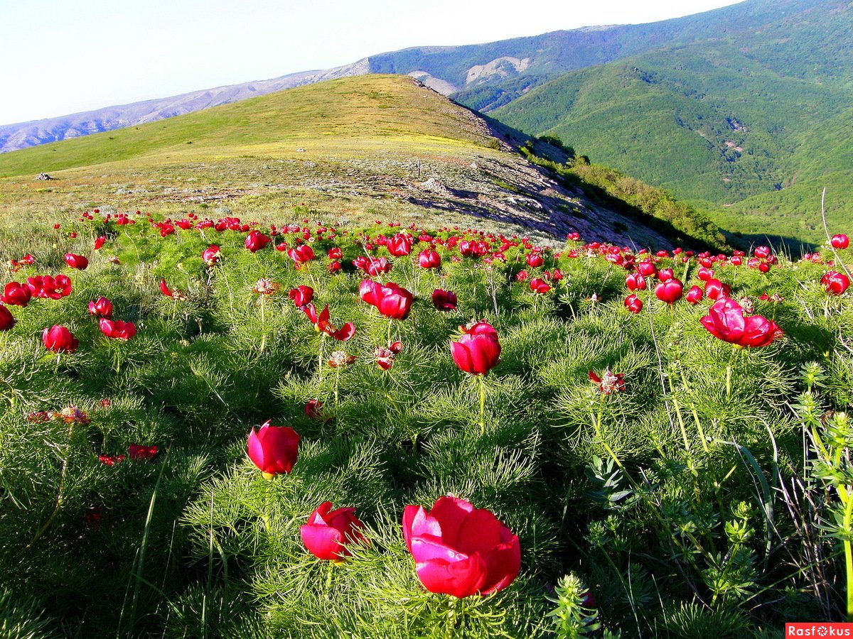 Горные Цветы Крыма
