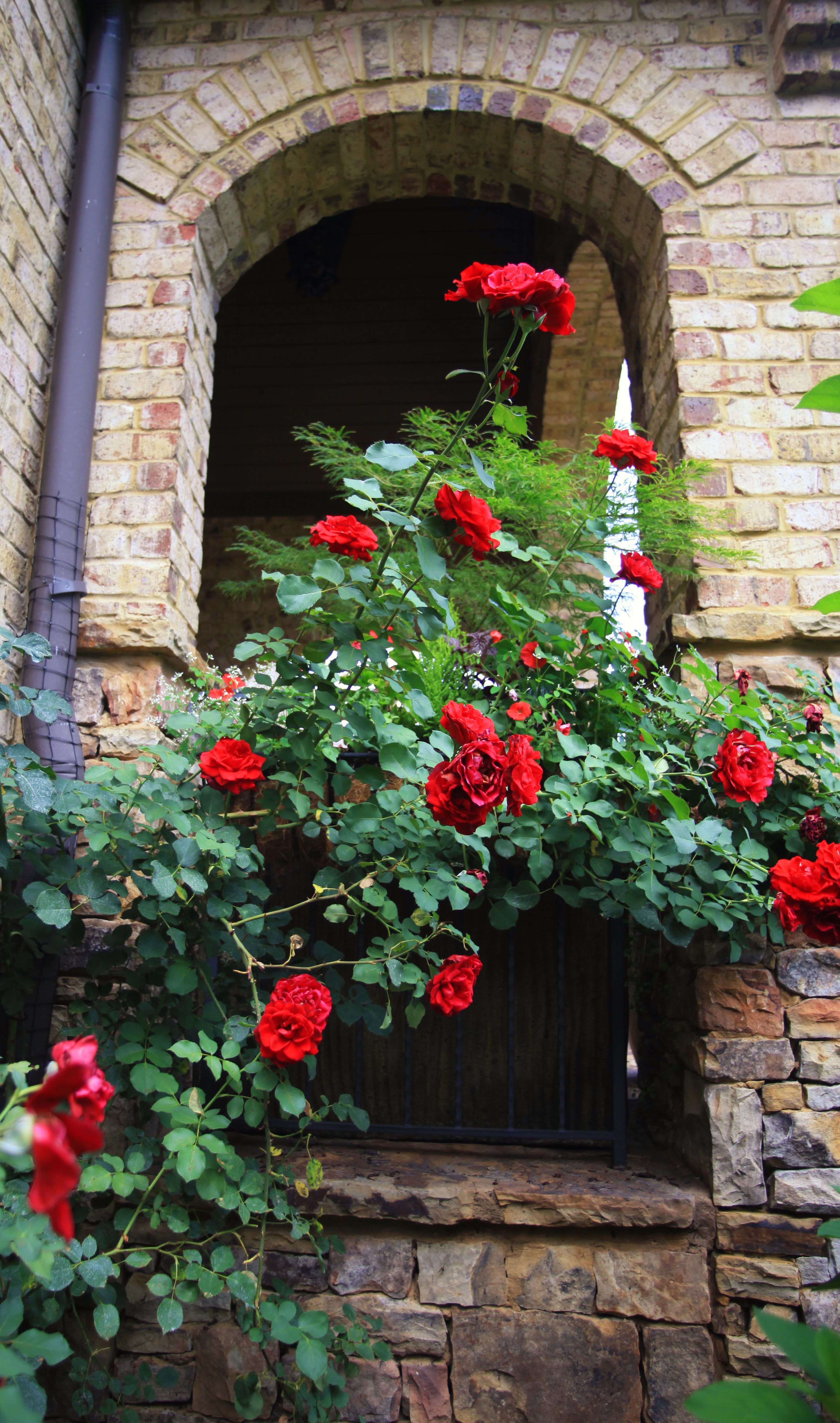 Плетистые розы Дон Жуан