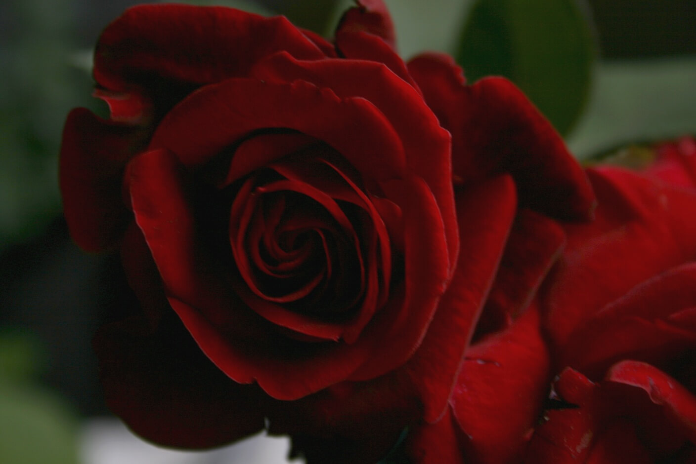 Отличия розы чёрная магия и Дон Жуан