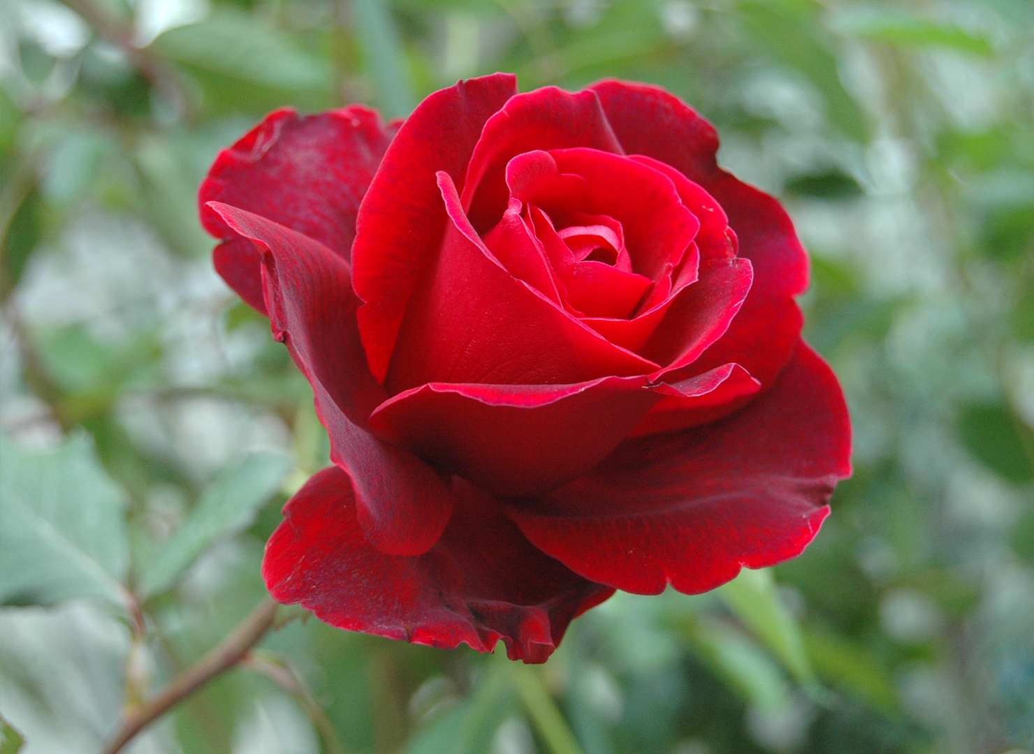 Don Juan роза