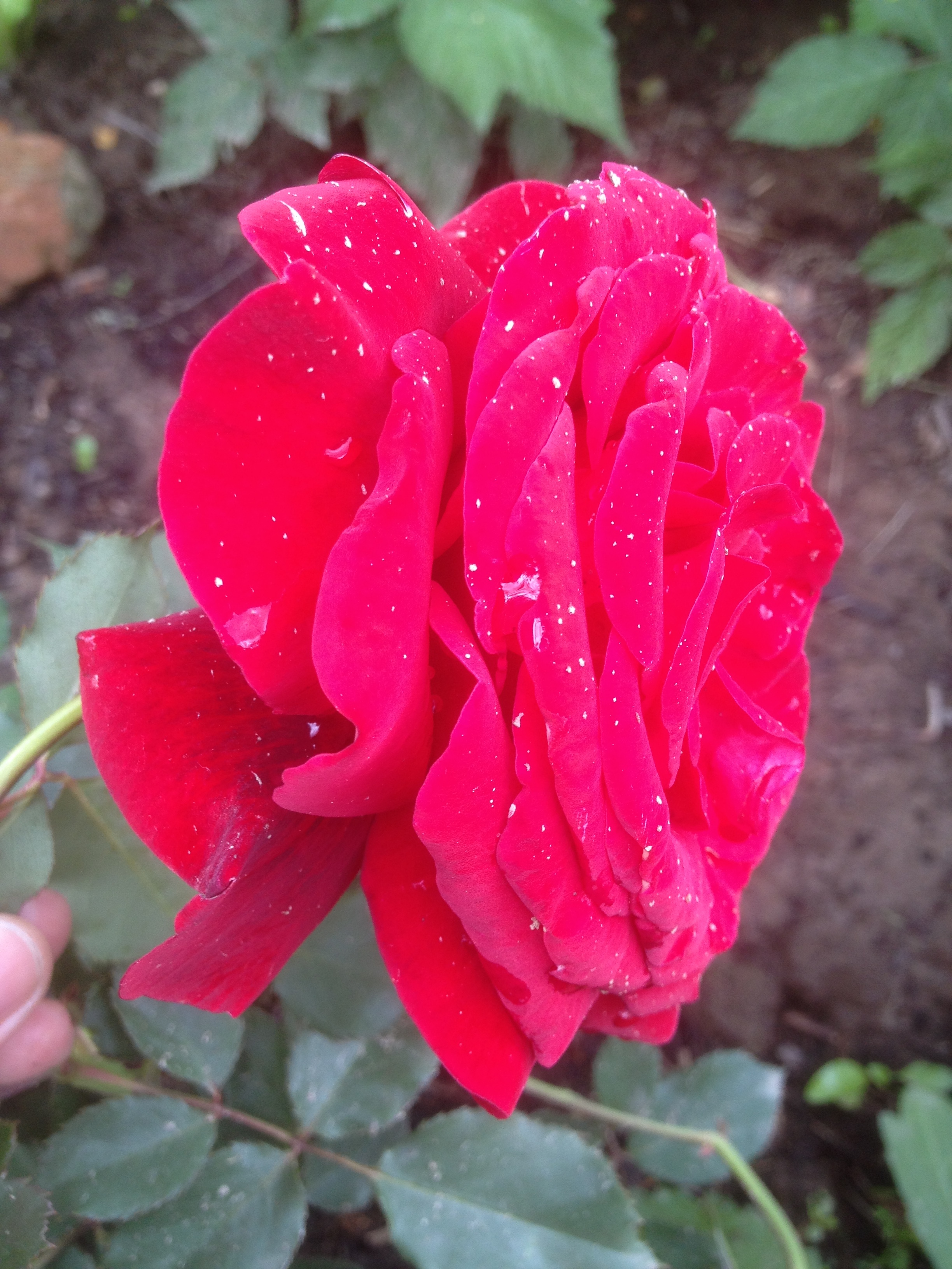 плетистая роза дон жуан фото