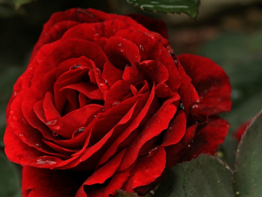 Дон Жуан клаймберы роза