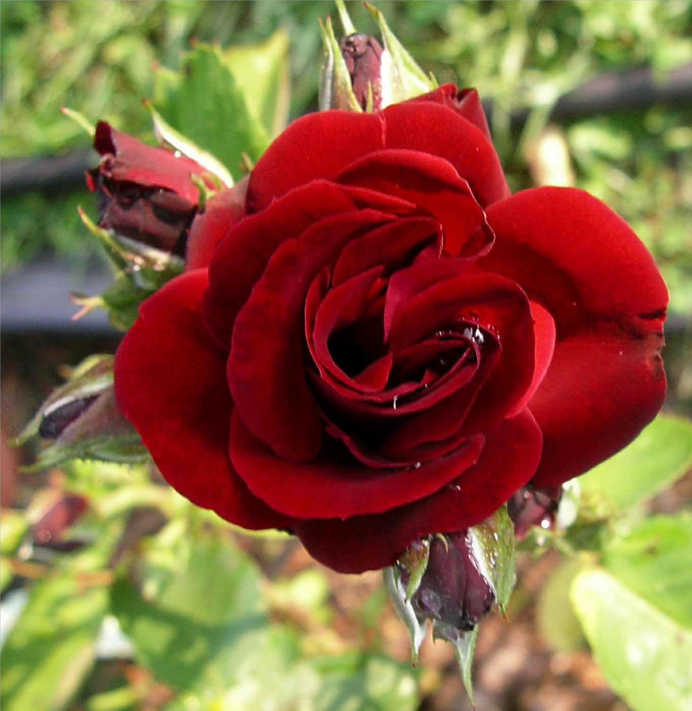 Роза плетистая донмжуан