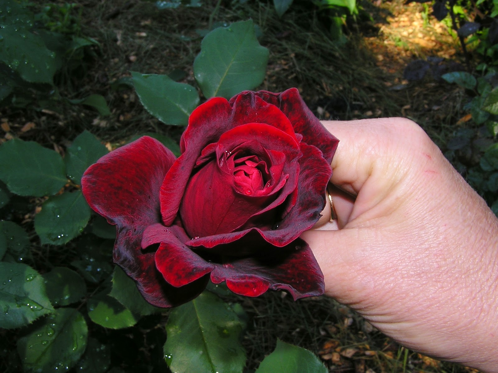 роза дон жуан фото