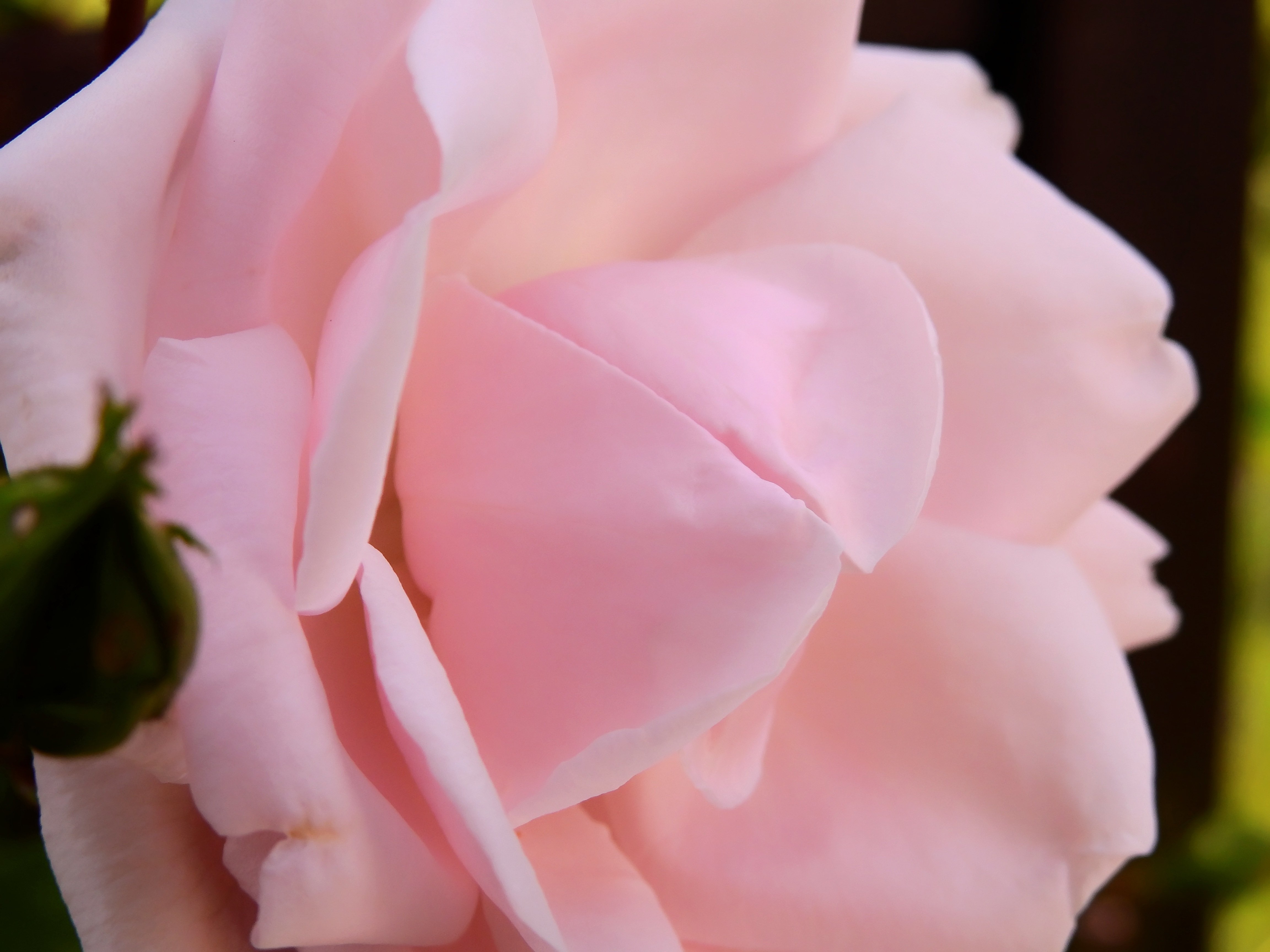 Нежные розовые розы