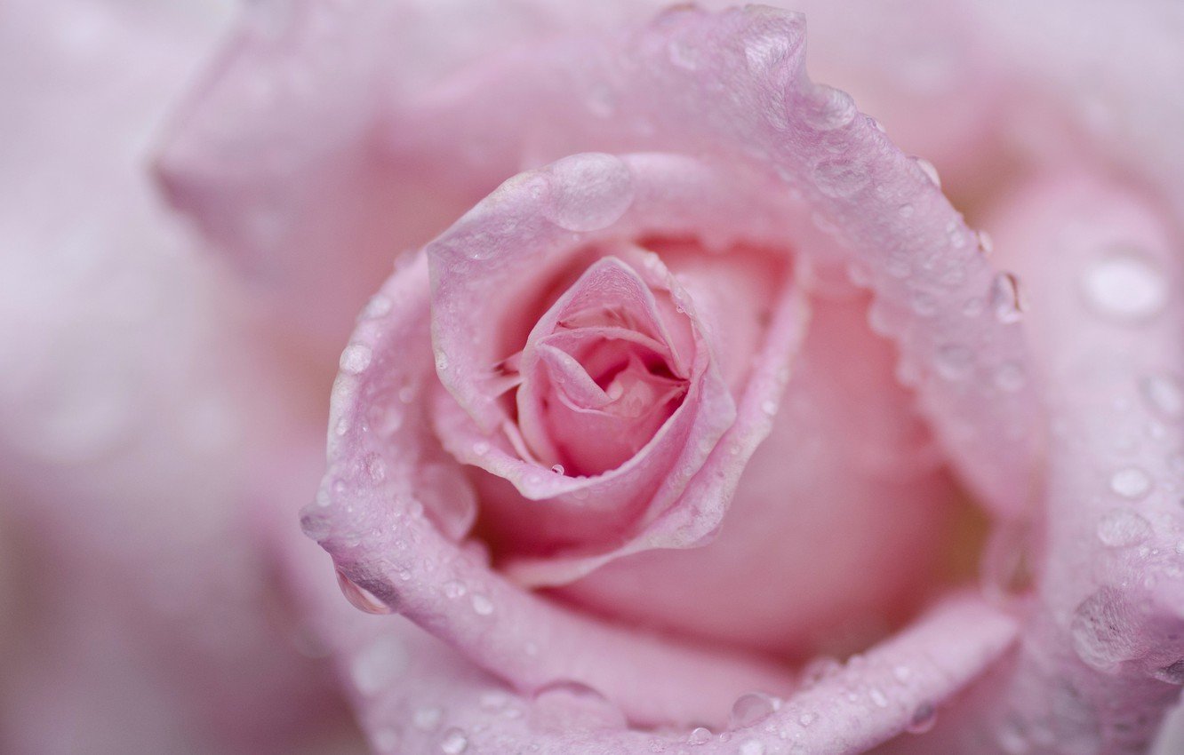 Нежно розовые цветы