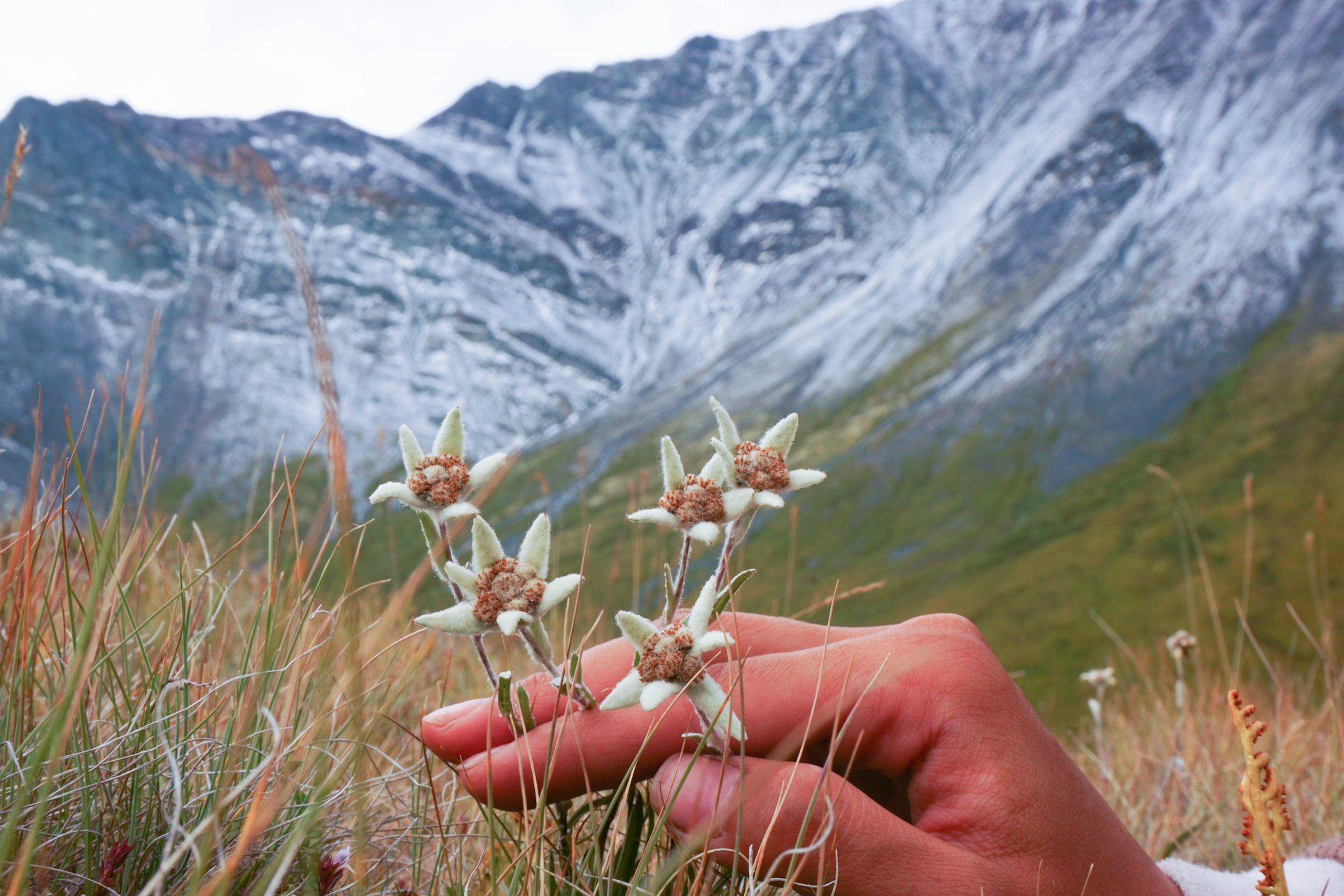 грибы в таджикистане в горах
