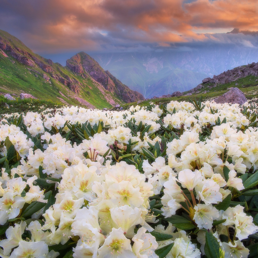 Северная Осетия Алания горы и цветы