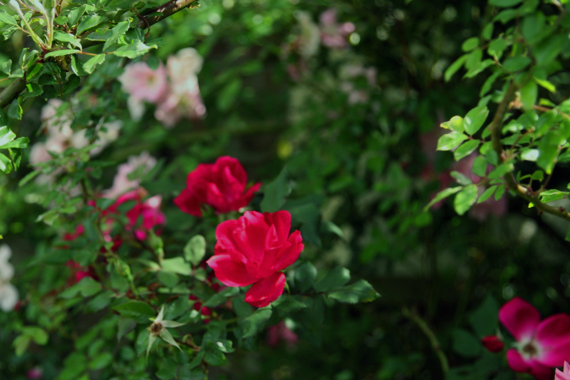 Дикая роза кустарник