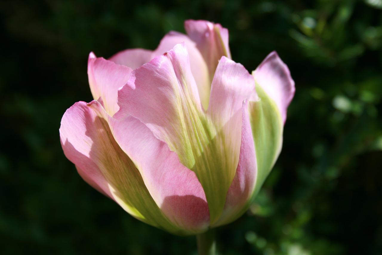 Тюльпан розово зеленый