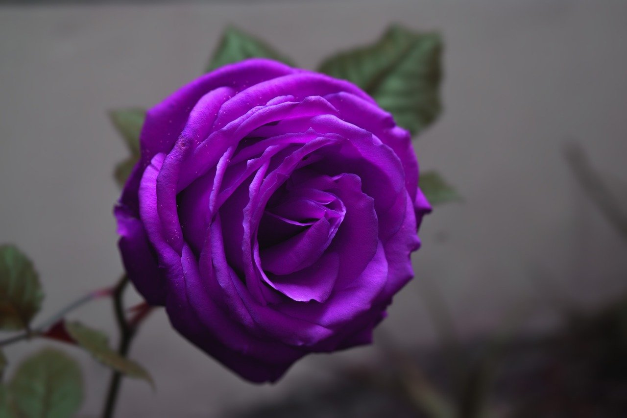 Крашеные фиолетовые розы